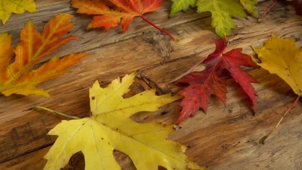 Autumn Leaves Wooden Vintage Board — Stock Video