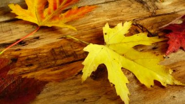 Tahta bir tahtanın üzerinde sonbahar yaprakları.