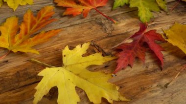 Tahta bir tahtanın üzerinde sonbahar yaprakları.