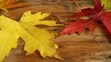 Tahta bir tahtanın üzerinde sonbahar yaprakları.