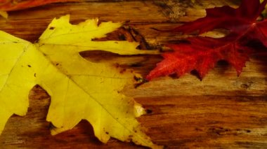 Tahta bir tahtanın üzerinde sonbahar yaprakları.