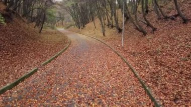 Kasım 'da sonbahar parkı.