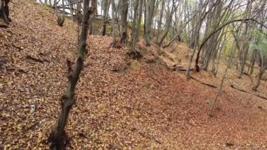Kasım 'da sonbahar parkı.