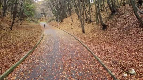 Parque Outono Novembro — Vídeo de Stock