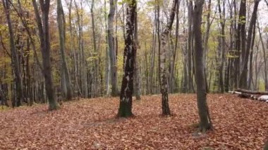 Kasım 'da sonbahar ormanı. Ağaçlar ve düşen yapraklar.