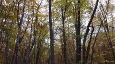 Kasım 'da sonbahar ormanı. Ağaçlar ve düşen yapraklar.
