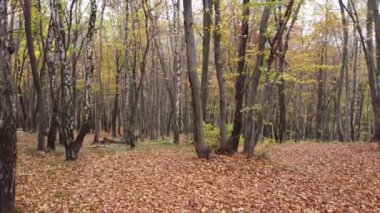 Kasım 'da sonbahar ormanı. Ağaçlar ve düşen yapraklar.