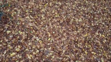 Kasım 'da sonbahar ormanı. Ağaçlar ve düşen yapraklar.