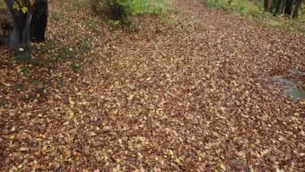 Herbstwald November Bäume Und Umgestürztes Laub — Stockvideo