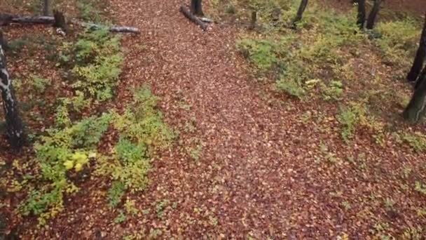 Höstskog November Träd Och Fallna Lövverk — Stockvideo