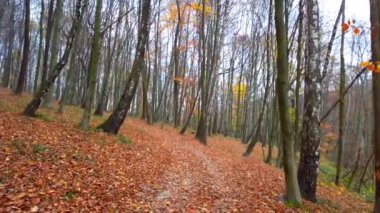 Sonbahar ormanlarında yol.