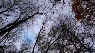 Sonbahar ağaçlarının gövdeleri gökyüzünün arka planına karşı.