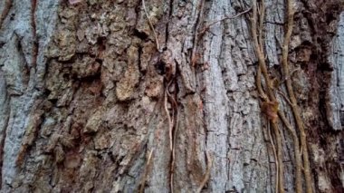 Ağacın gövdesi sarmaşık dallarıyla süpürülmüş..