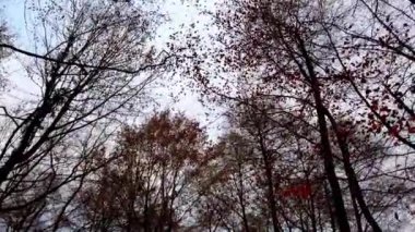 Sonbahar ağaçlarının gövdeleri gökyüzünün arka planına karşı.