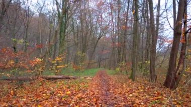 Sonbahar ormanlarında yol.