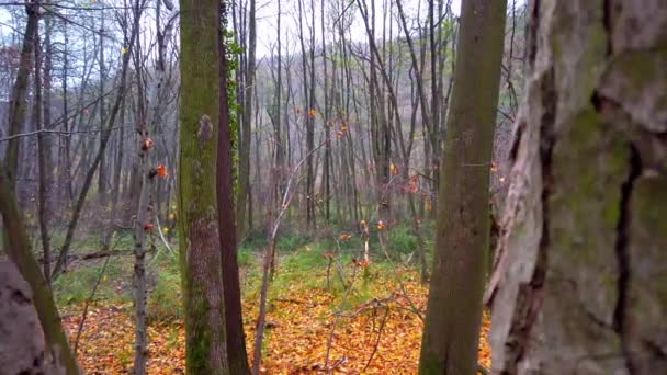 Árboles Bosque Otoñal — Vídeos de Stock