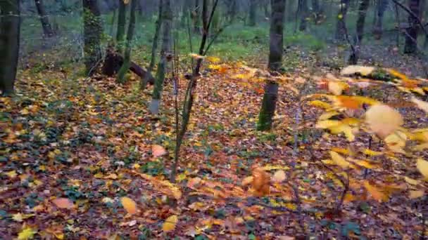 Copaci Pădurea Toamnă — Videoclip de stoc