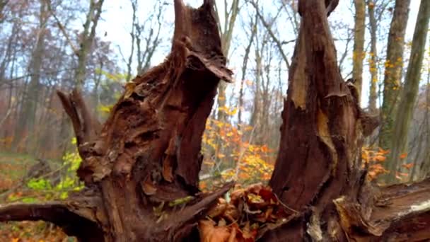 Agarre Velha Árvore Floresta Outono — Vídeo de Stock