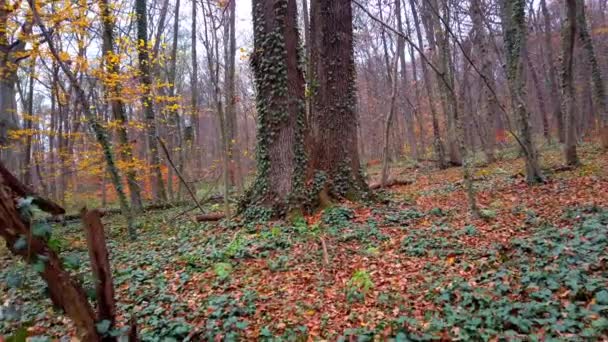 Bäume Herbstwald — Stockvideo