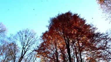 Sonbahar ağaçları gökyüzünün arka planına karşı. Kasım 'da düşen yapraklar.