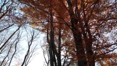 Sonbahar ağaçları gökyüzünün arka planına karşı. Kasım 'da düşen yapraklar.