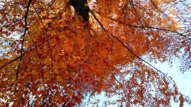 Sonbahar ağaçları gökyüzünün arka planına karşı. Kasım 'da düşen yapraklar.