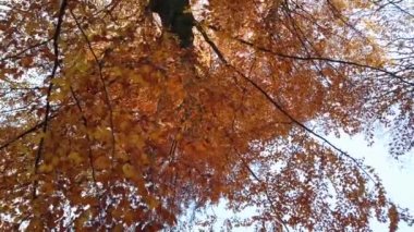 Sonbahar ağaçları gökyüzünün arka planına karşı. Kasım 'da düşen yapraklar.