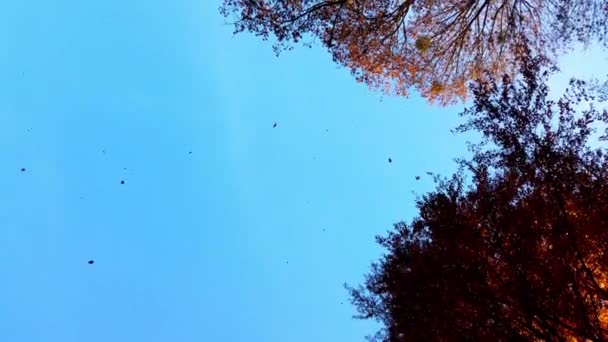 Осенние Деревья Фоне Неба Съемки Падающих Листьев Ноябре — стоковое видео