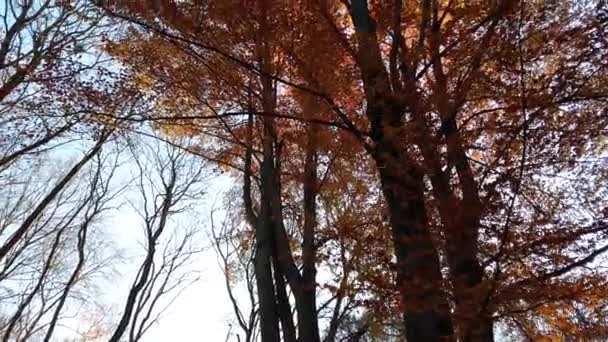 Árvores Outono Fundo Céu Tiro Folhas Caindo Novembro — Vídeo de Stock