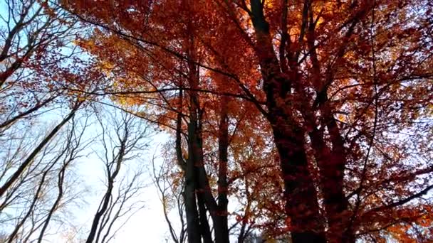 Herfstbomen Tegen Achtergrond Van Lucht Vallende Bladeren Schieten November — Stockvideo
