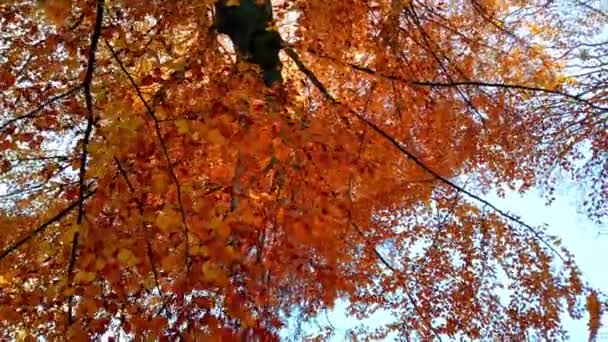 Herfstbomen Tegen Achtergrond Van Lucht Vallende Bladeren Schieten November — Stockvideo