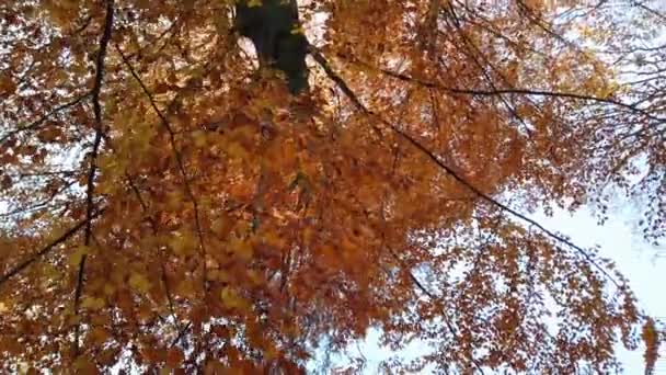 Árvores Outono Fundo Céu Tiro Folhas Caindo Novembro — Vídeo de Stock