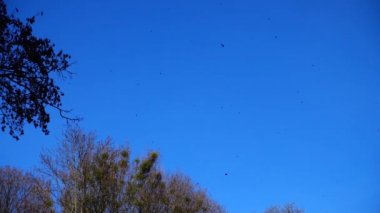 Sonbahar ağaçları gökyüzünün arka planına karşı. Düşen yapraklar.