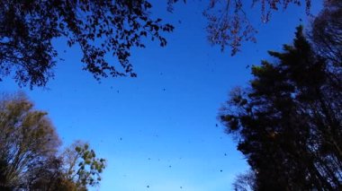 Sonbahar ağaçları gökyüzünün arka planına karşı. Düşen yapraklar.