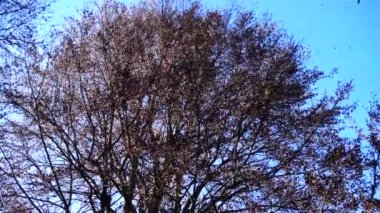 Sonbahar ağaçları gökyüzünün arka planına karşı. Düşen yapraklar.