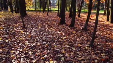 Sonbahar yaprakları parka düştü..