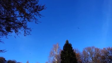 Sonbahar ağaçları gökyüzünün arka planına karşı. Düşen yapraklar.