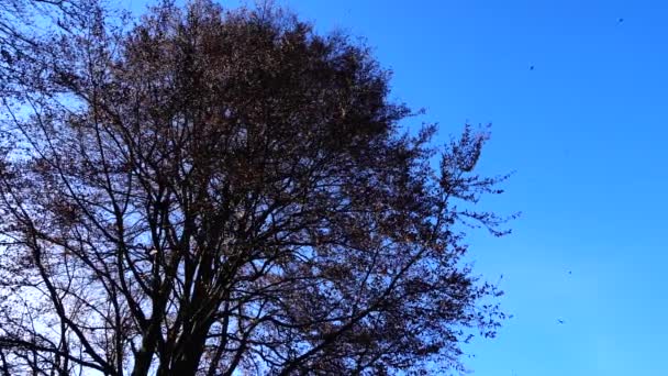 Herfstbomen Tegen Achtergrond Van Lucht Vallende Bladeren — Stockvideo