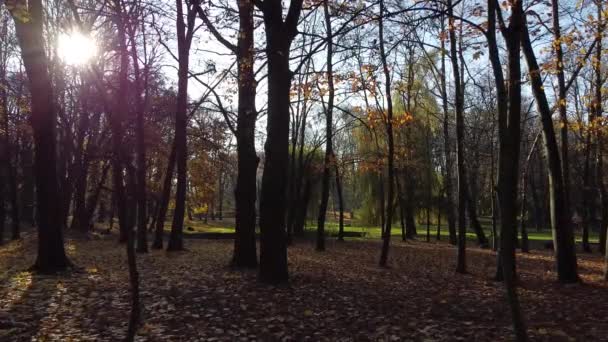 秋の公園の撮影 — ストック動画