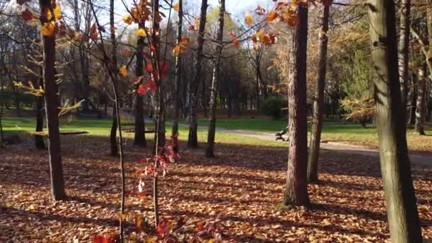 automne feuilles tombées dans le parc.