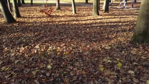 automne feuilles tombées dans le parc.