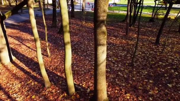 Autunno Foglie Cadute Nel Parco — Video Stock