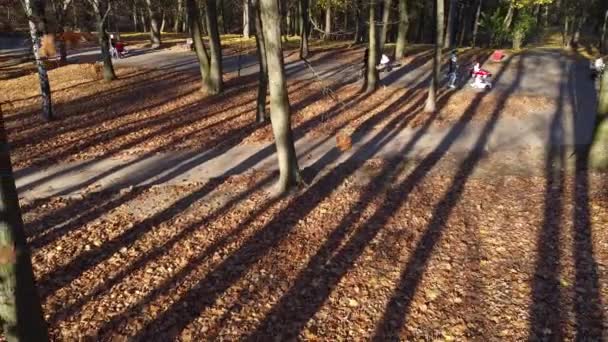 Autunno Foglie Cadute Nel Parco — Video Stock