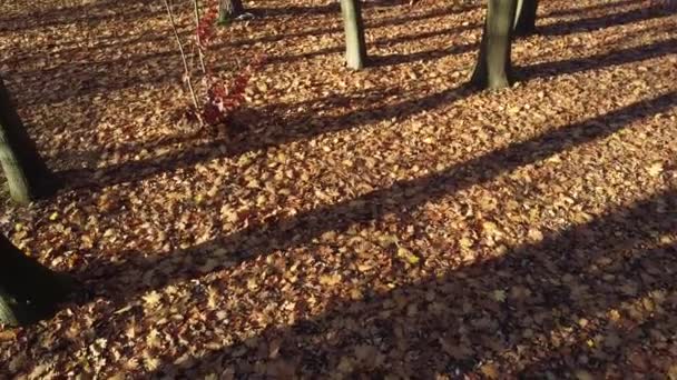 automne feuilles tombées dans le parc.