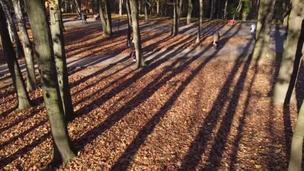 Autunno Foglie Cadute Nel Parco — Video Stock