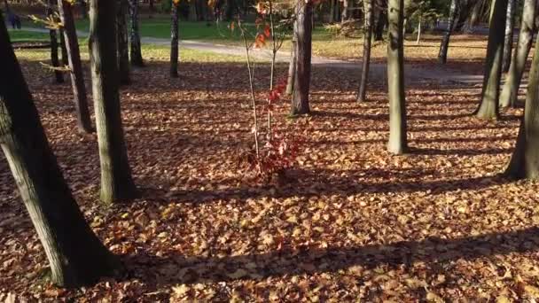 automne feuilles tombées dans le parc.