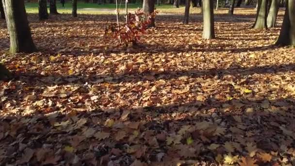 Autunno Foglie Cadute Nel Parco — Video Stock