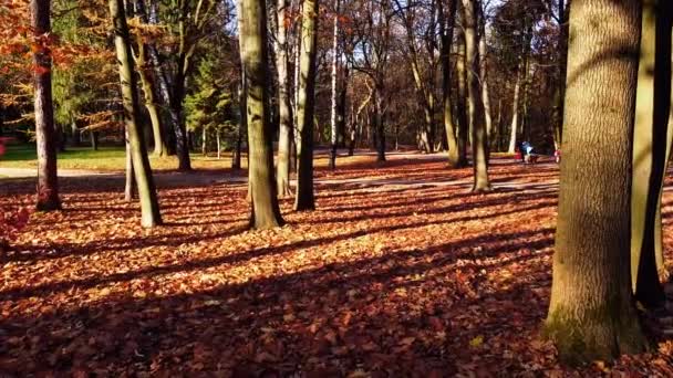 Осіннє Опале Листя Парку — стокове відео