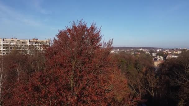 Bomen Het Herfstpark — Stockvideo