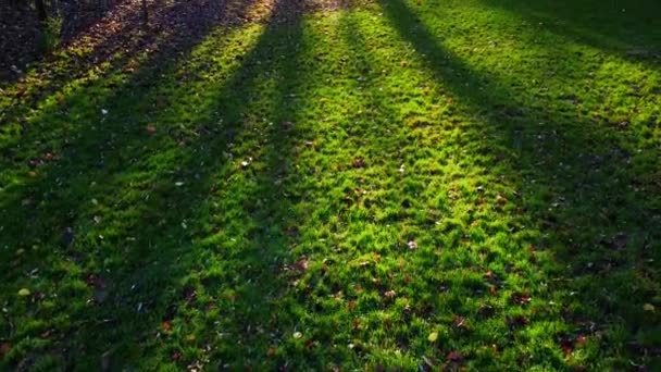 Césped Verde Parque Otoño — Vídeos de Stock